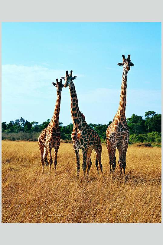 长颈鹿动物草原摄影图