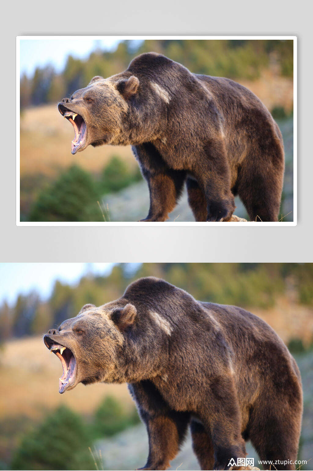 黑熊棕熊动物吼叫高清图片