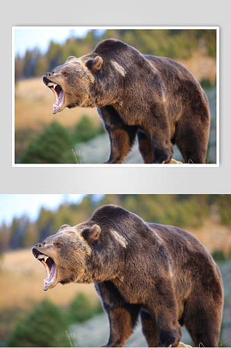 黑熊棕熊动物吼叫高清图片