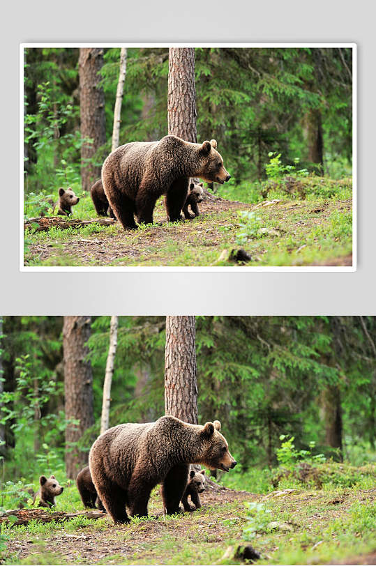 黑熊棕熊动物嬉戏远景图片