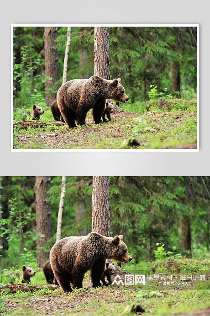 黑熊棕熊动物嬉戏远景图片素材