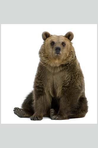 黑熊棕熊动物特写图片