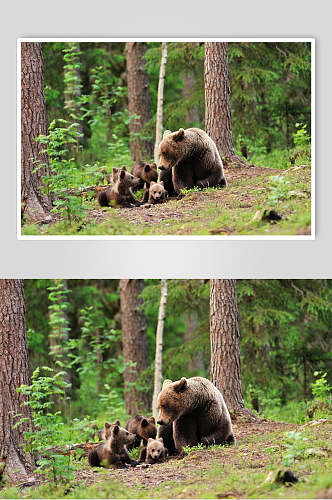 黑熊棕熊动物全家福高清图片
