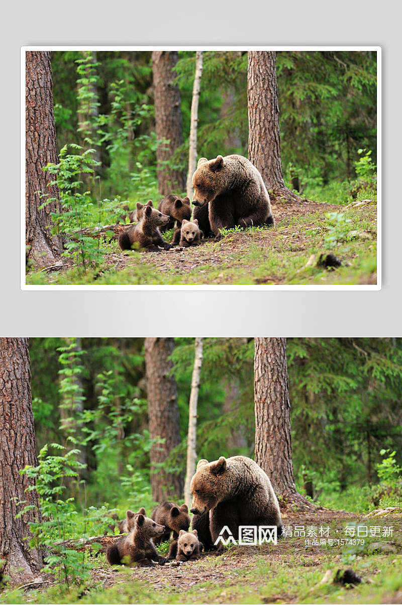黑熊棕熊动物全家福高清图片素材