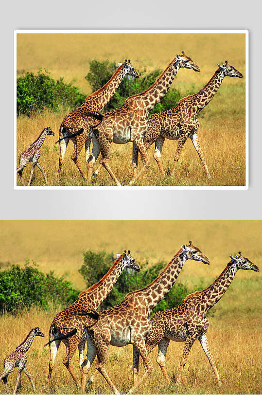 长颈鹿三只动物摄影图