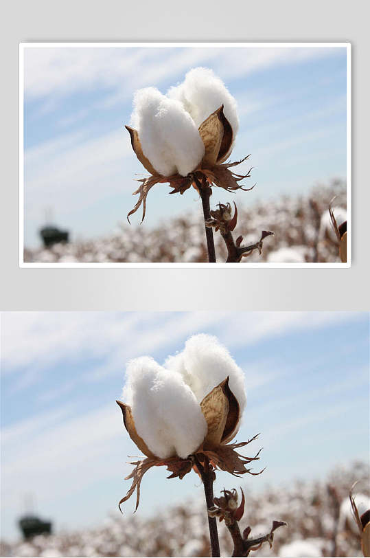 新疆田园图片-新疆田园素材下载-众图网