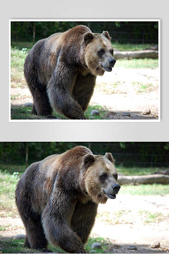 黑熊棕熊动物行走高清图片