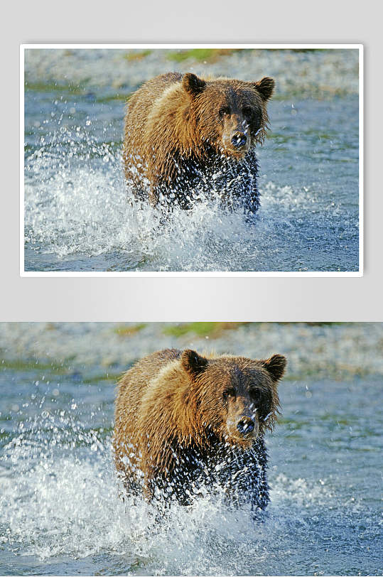 黑熊棕熊动物水中行走高清图片