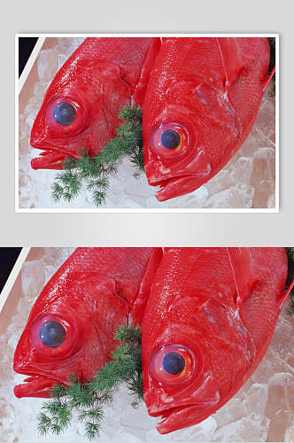红鱼海鲜美食近景图片