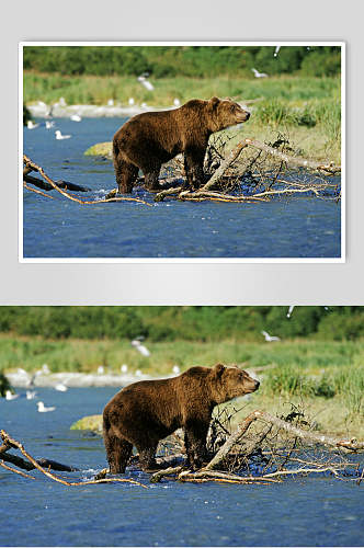 黑熊棕熊动物河边眺望高清图片