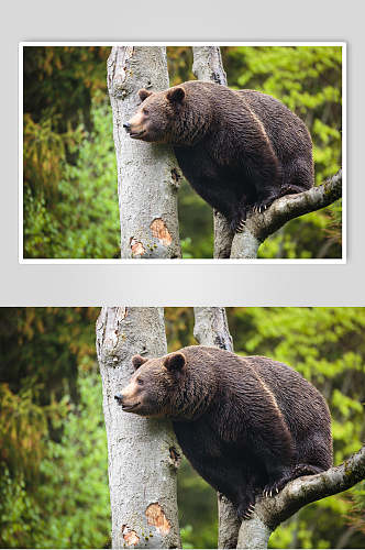 黑熊棕熊动物爬树特写高清图片