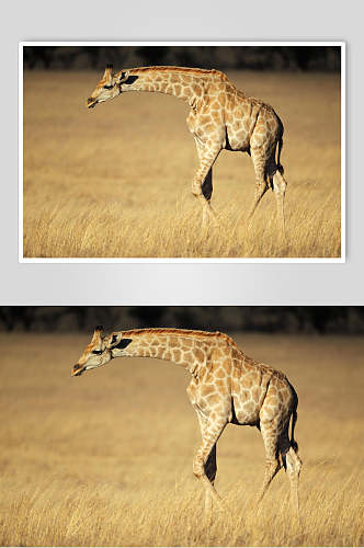 大自然长颈鹿背景图片