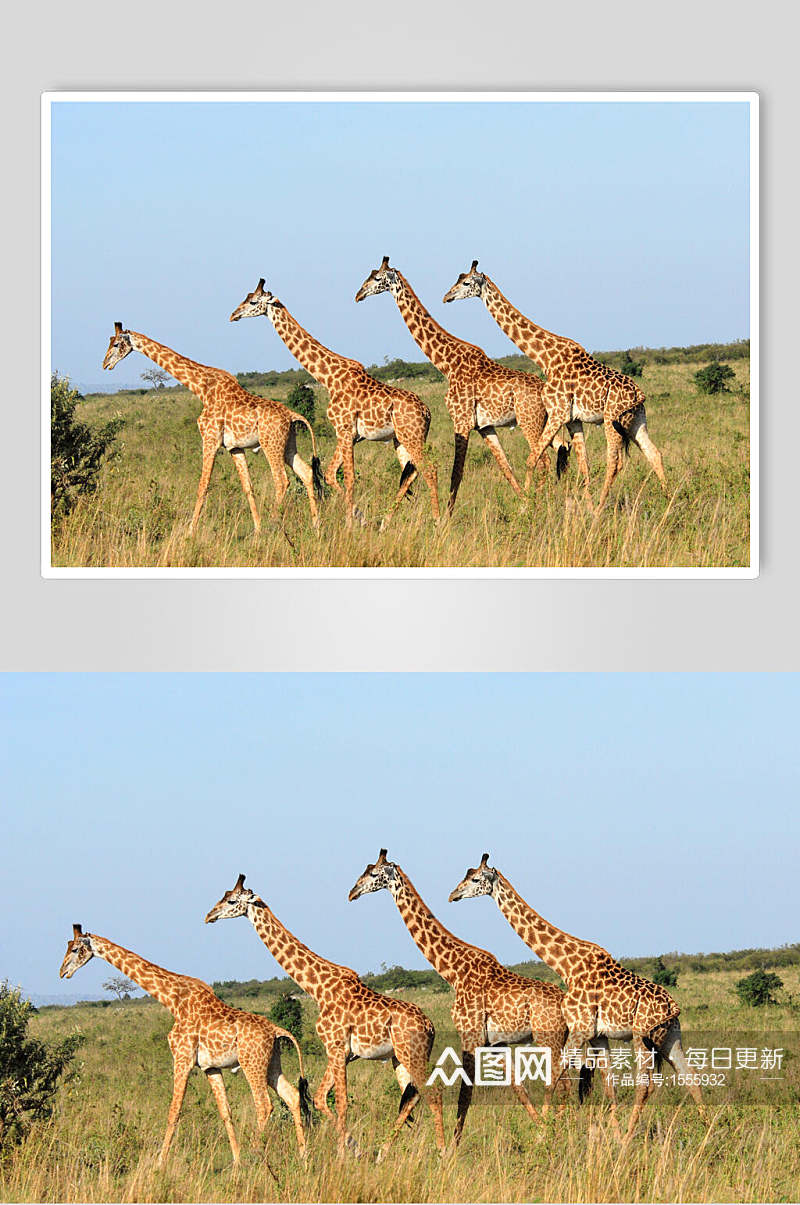 4只长颈鹿草原图片素材
