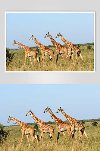 4只长颈鹿草原图片