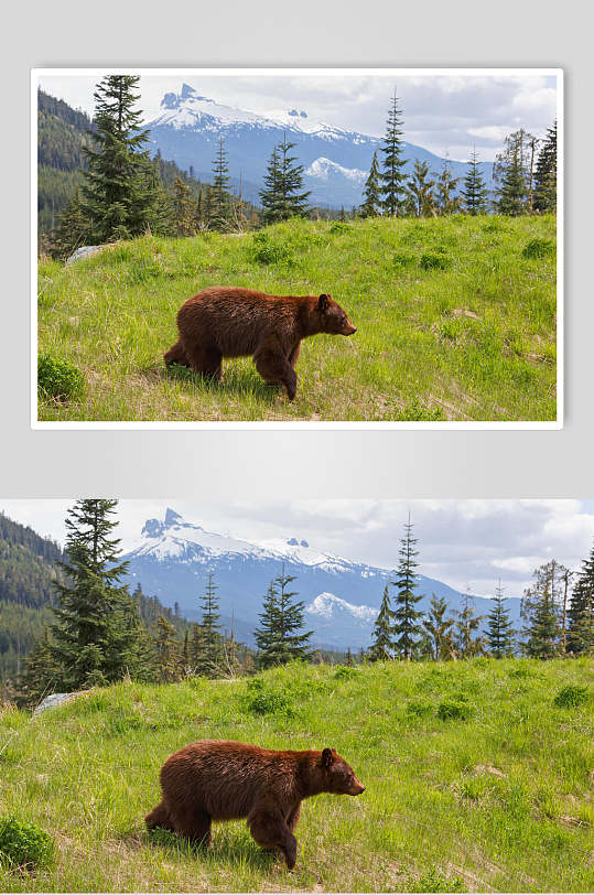 黑熊棕熊动物行走图片