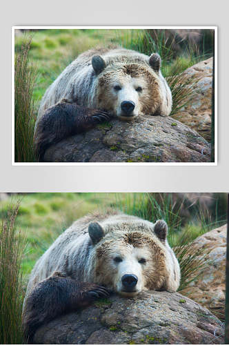黑熊棕熊动物睡姿高清图片