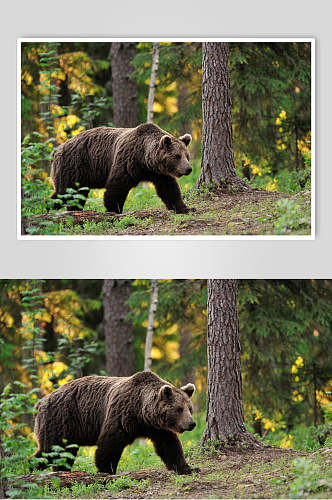 黑熊棕熊动物远景高清图片