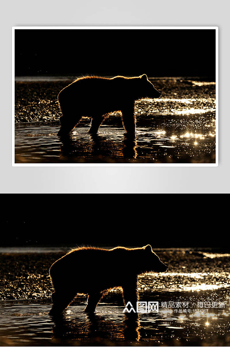 夜晚黑熊棕熊动物高清图片素材