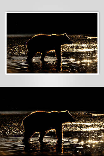 夜晚黑熊棕熊动物高清图片