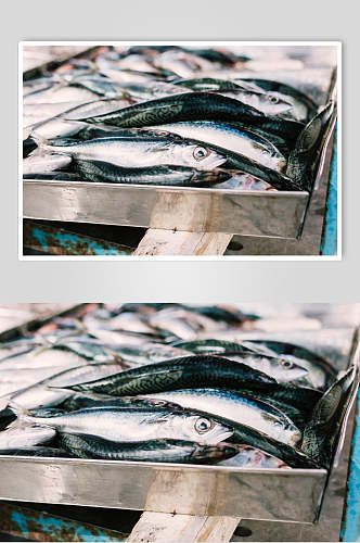 海鱼海鲜水产品中景图片