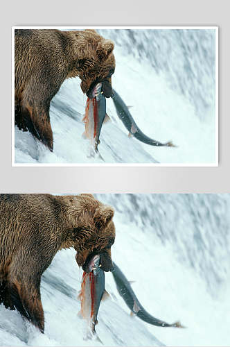 黑熊棕熊动物捕鱼特写图片