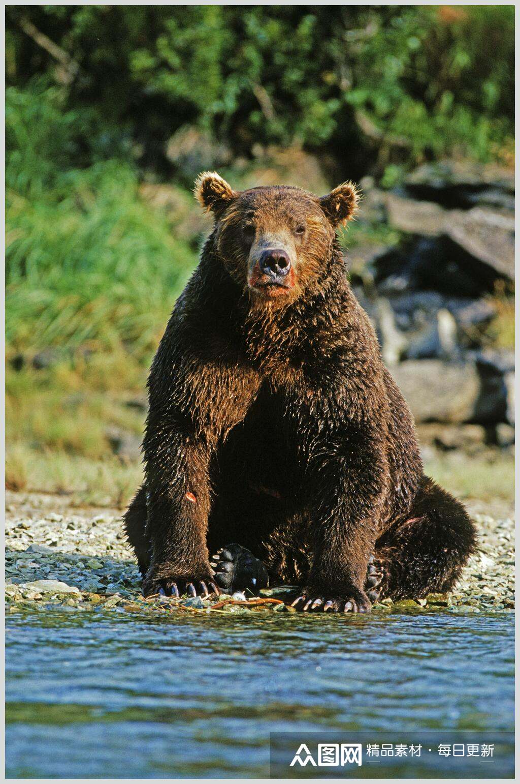 黑熊棕熊动物水边坐姿高清图片素材