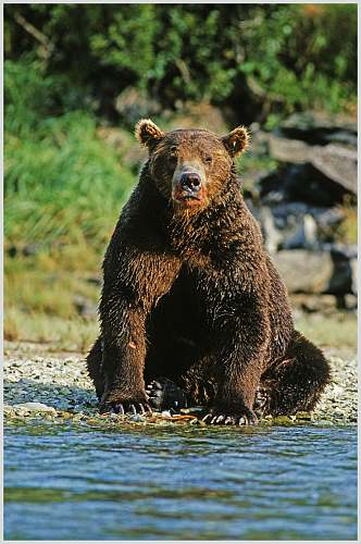 黑熊棕熊动物水边坐姿高清图片
