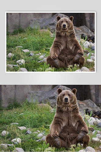 黑熊棕熊动物坐姿特写图片
