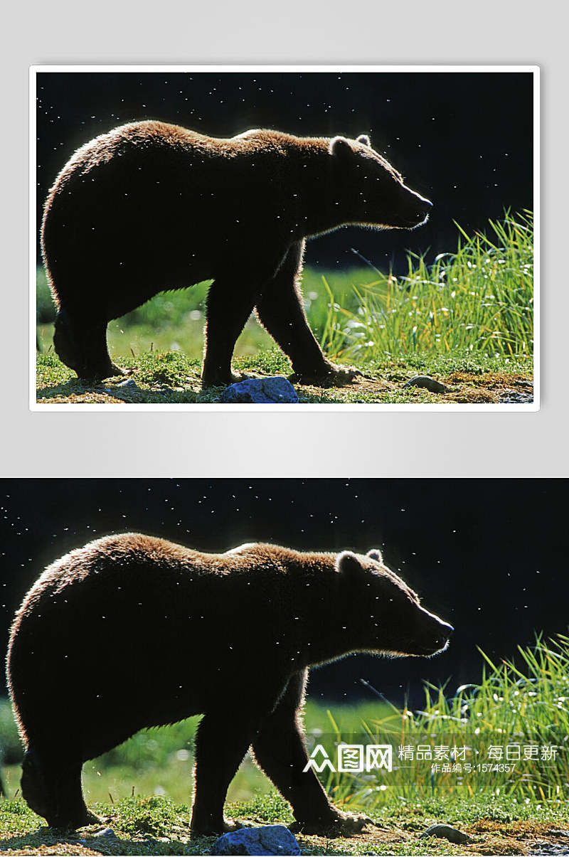 黑熊棕熊动物图片素材