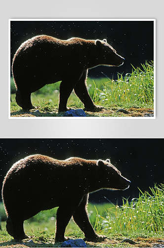 黑熊棕熊动物图片