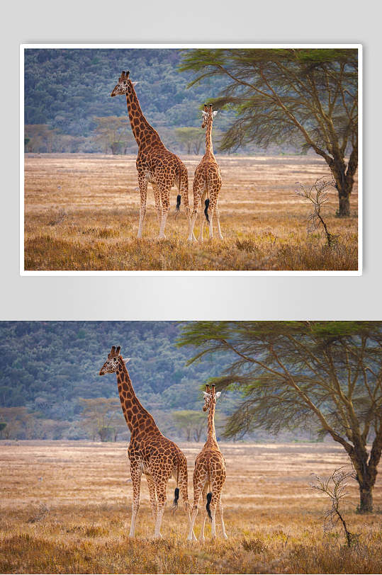 长颈鹿动物森林摄影图