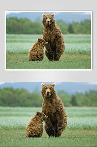 黑熊棕熊动物跳跃特写高清图片