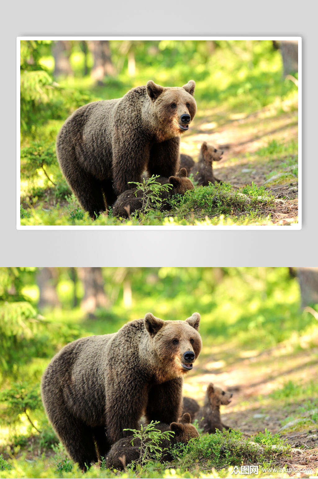 黑熊棕熊动物图片熊出没摄影图