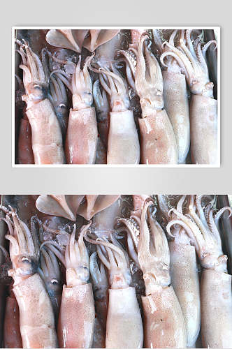 海鲜水产品鱿鱼局部图片