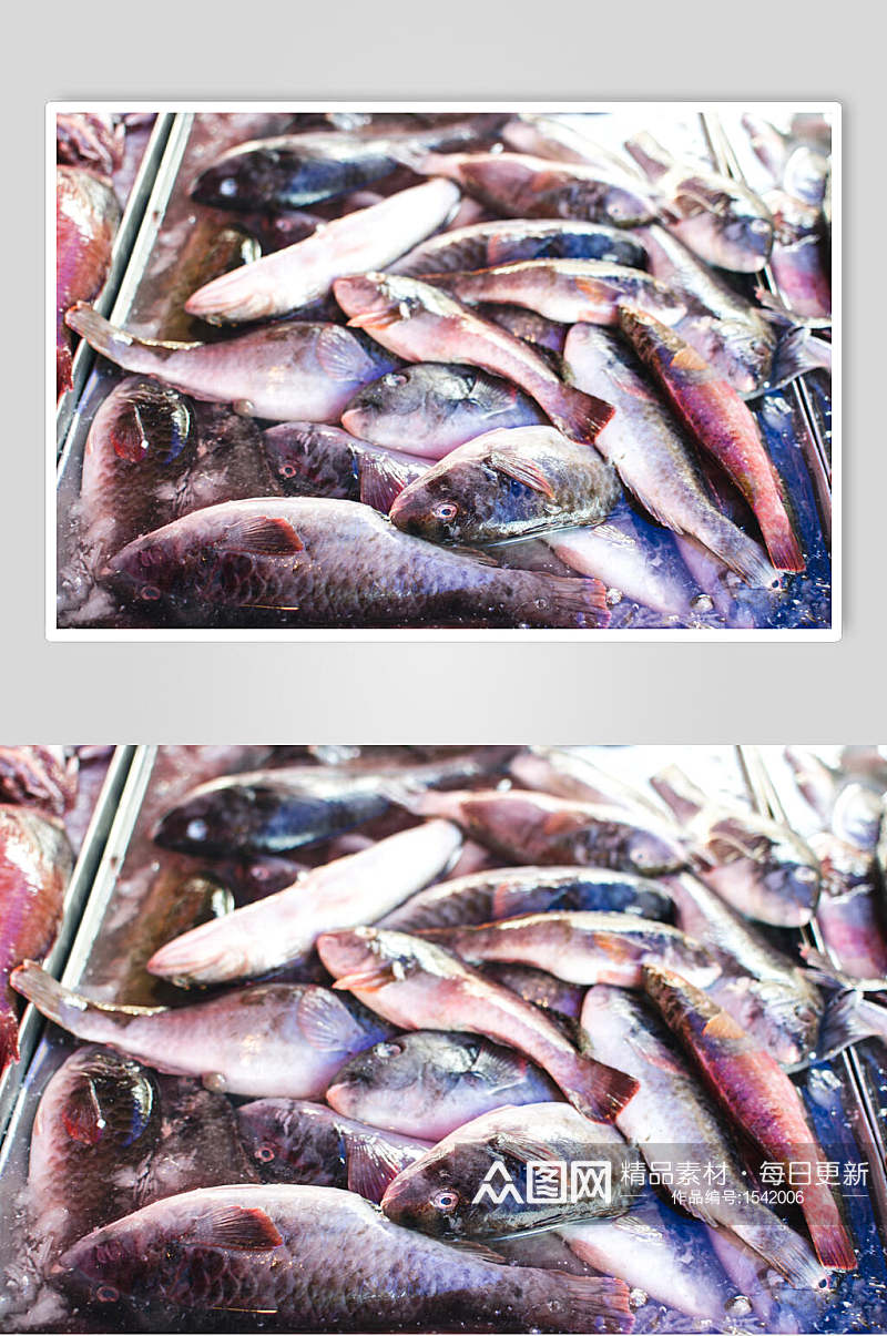 海鲜水产品鱼类摄影图素材