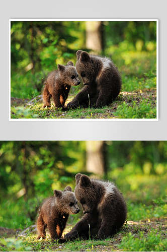 有爱黑熊棕熊动物高清图片