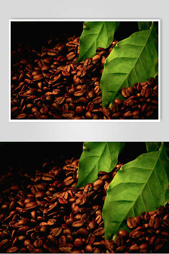 绿叶咖啡豆新品图片