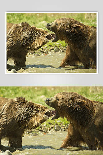 黑熊棕熊动物撕咬特写图片