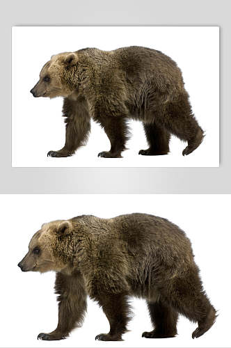 黑熊棕熊动物特写高清图片