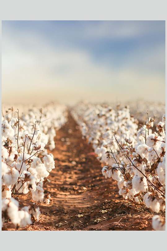 简约新疆棉花图片