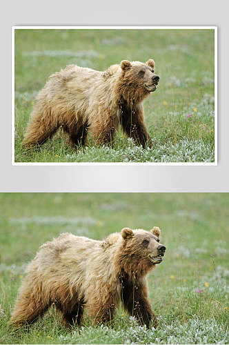 白熊黑熊棕熊动物高清图片
