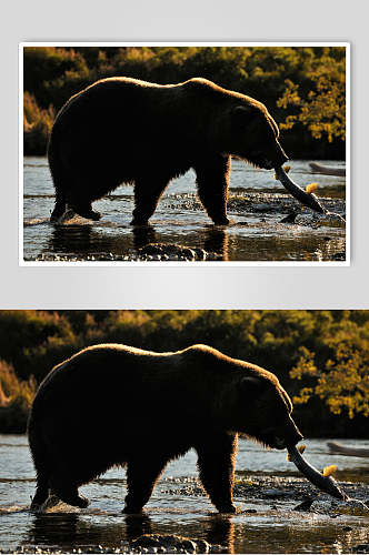 黑熊棕熊动物捕食高清图片
