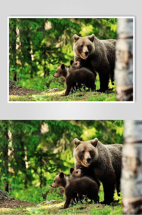 黑熊棕熊动物图片