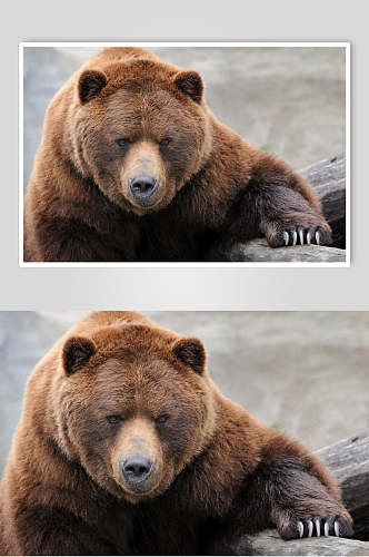 黑熊棕熊动物特写高清图片