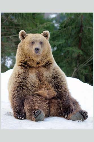 黑熊棕熊动物可爱坐姿高清图片