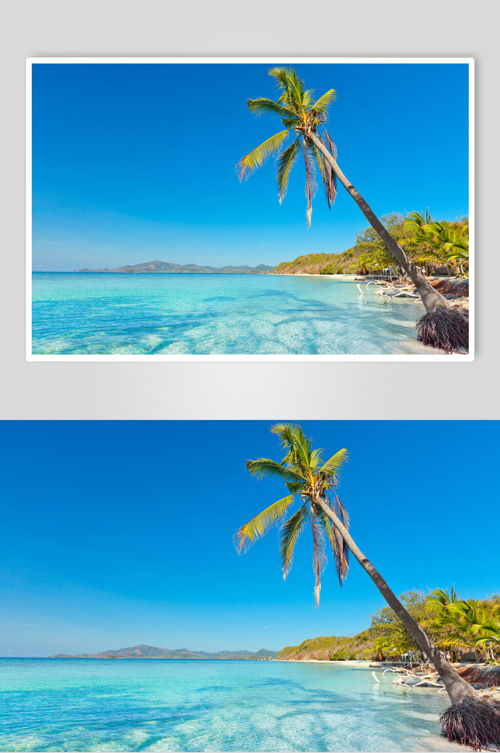 海景椰树手机壁纸图片