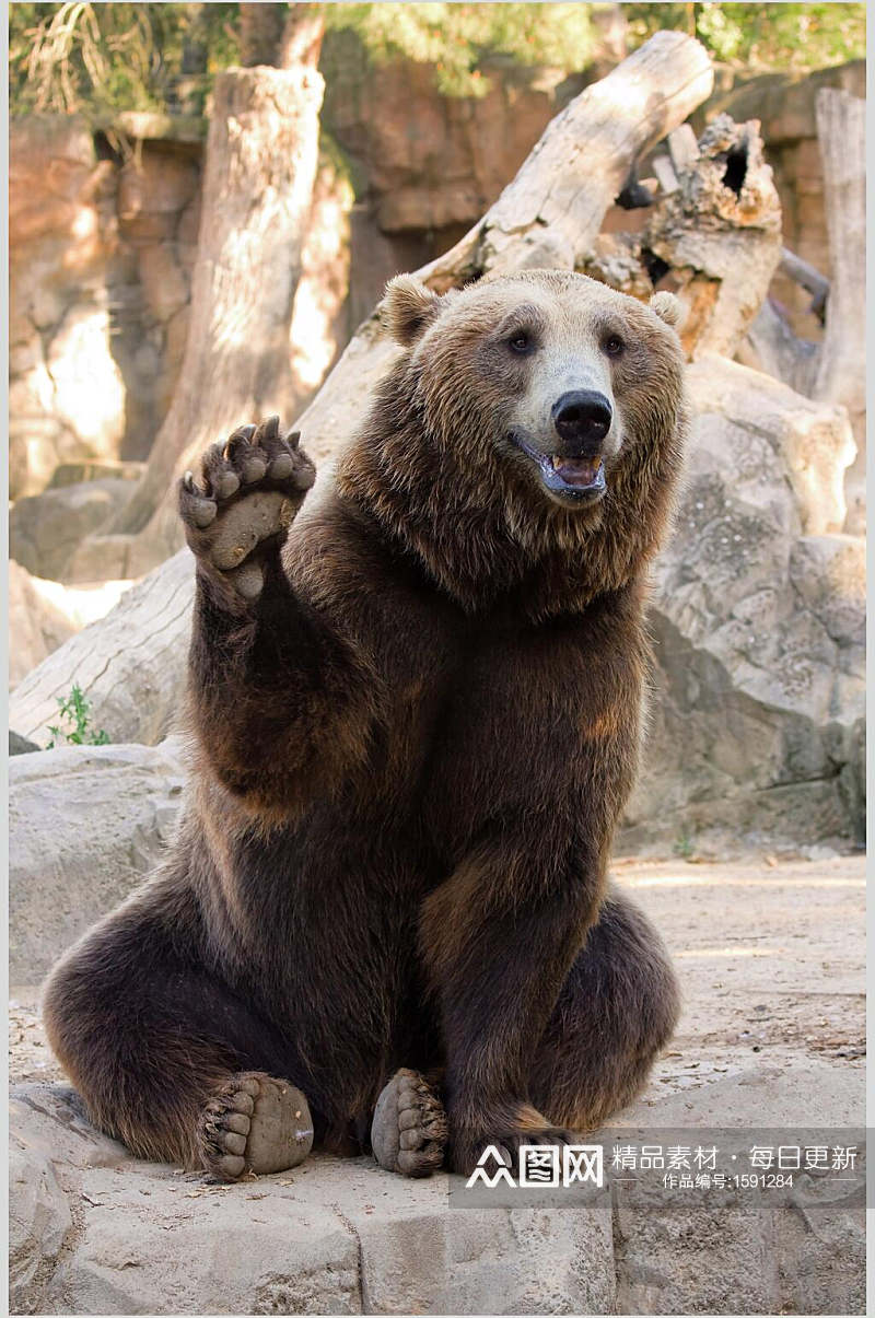 黑熊棕熊动物图片可爱摄影图素材