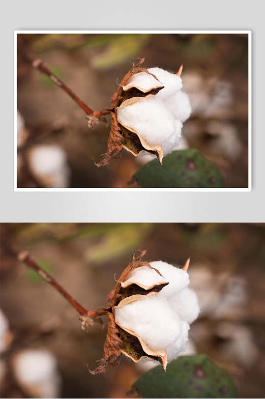 简约吸水棉花图片