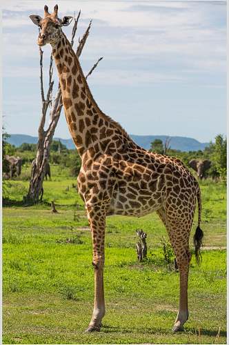 长颈鹿动物唯美摄影图