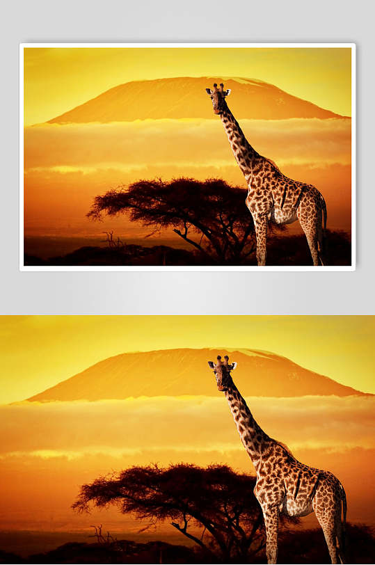 长颈鹿动物唯美摄影图